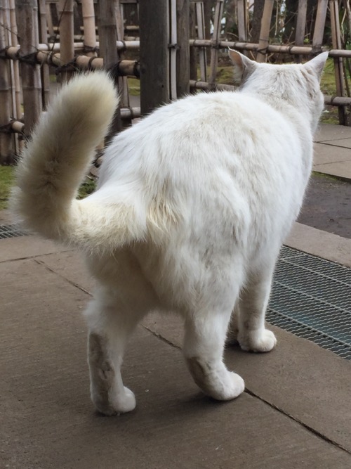 愛宕神社の白猫の後ろ姿とくねって跳ね上がる尻尾