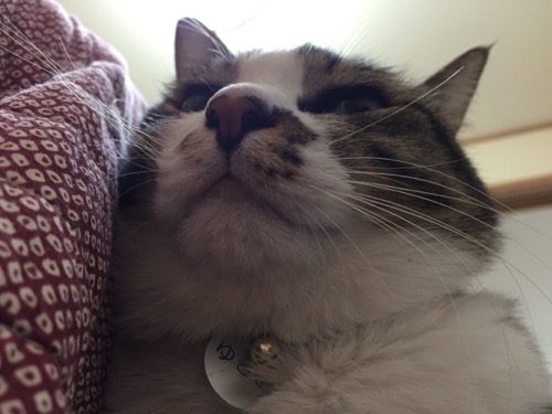 こたつ布団の上に座った猫-ゆきおのローアングル画像
