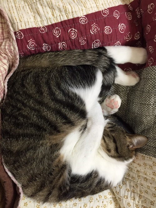 左前足で顔を隠しつつ、右前足をきゅーっと伸ばして眠る猫-ゆきお