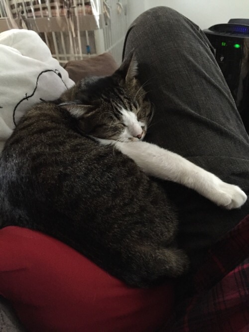 左脚に抱きつきながら眠る猫ーゆきお