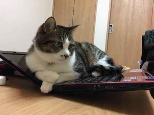 ノートパソコンの液晶とキーボードをリクライニングソファーみたいに使う猫-ゆきお