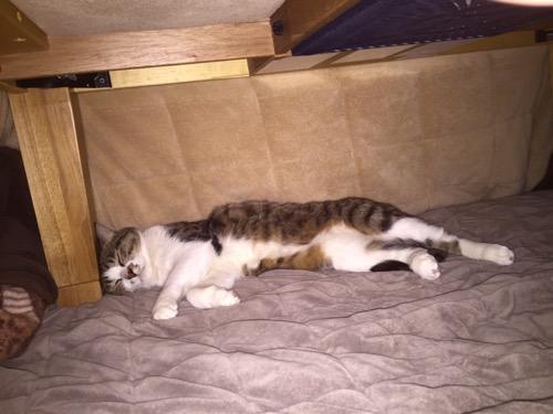 コタツの中で幸せそうに横になって眠る猫-ゆきお