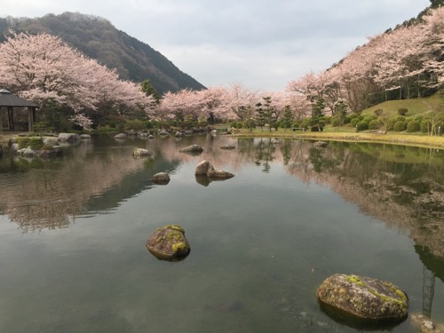 本谷公園の親水広場の池と満開の桜