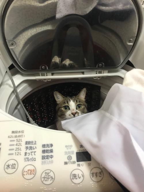 白いブラウスと洗濯機の底から見上げてくる猫-ゆきお