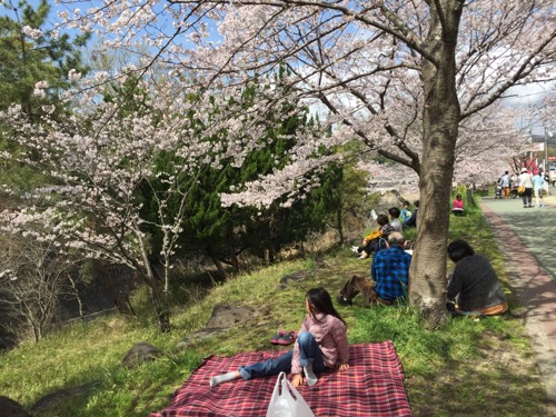 セブンスター石手店の隣にある石手川沿いの桜の木の下に敷いたレジャーシートの上に座る娘