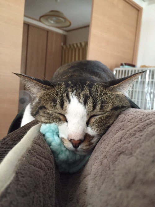 ねこひつじちゃんを枕代わりに顎の下に置いて眠る猫-ゆきお