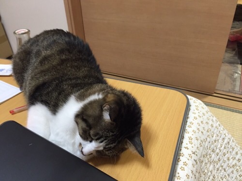 こたつの上で横になってパソコンの下に手を突っ込む猫ーゆきお