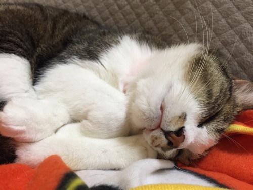 頭を横にして眠る猫-ゆきおの顔