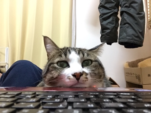 飼い主の私のお腹の上のこたつ布団の上に座り、ノートパソコンに顎を乗せてパソコン画面を見つめる猫-ゆきお