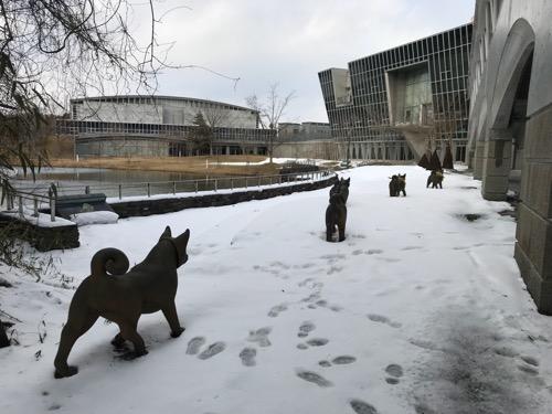 宮城大学キャンパス内の雪原を歩く犬たちの後ろ姿