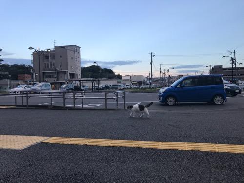 JR袖ケ浦駅前を悠々と歩く猫