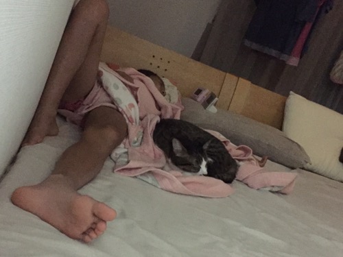 小学五年生の娘にベッドで寄り添って眠る猫-ゆきお(夜)