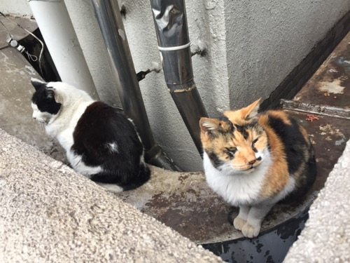 桜田公園の野良猫2匹（白黒の猫と白茶黒の猫）