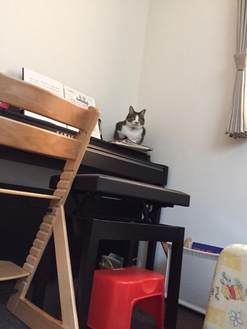KAWAIの電子ピアノの上から監視する猫-ゆきお
