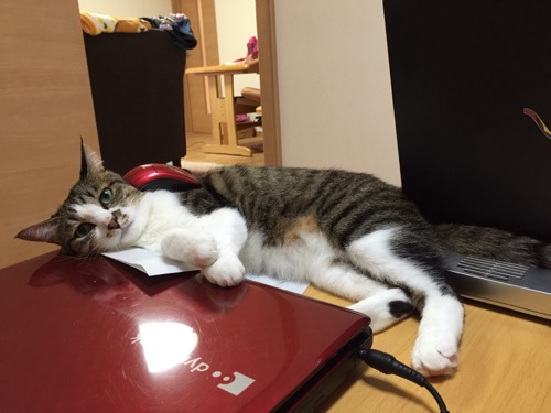 赤い東芝ノートパソコンの後ろで横たわる不機嫌そうな猫-ゆきお