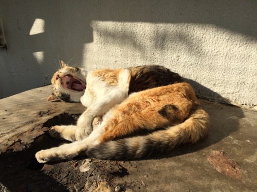 日当たりの良い壁際で大欠伸をする茶色い桜田公園の猫