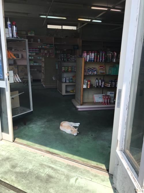 伊豆大島の商店入口で気持ち良さそうに眠る猫