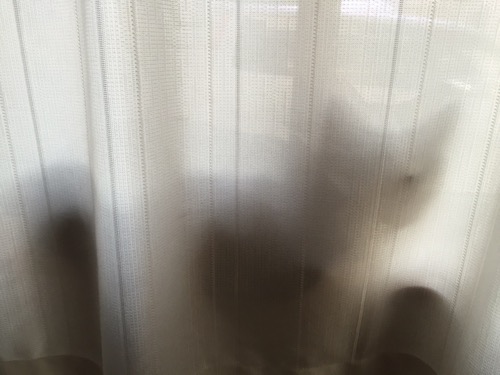 一階リビングのガラス戸から外を眺める猫-ゆきおをカーテン越しに眺めたシルエット
