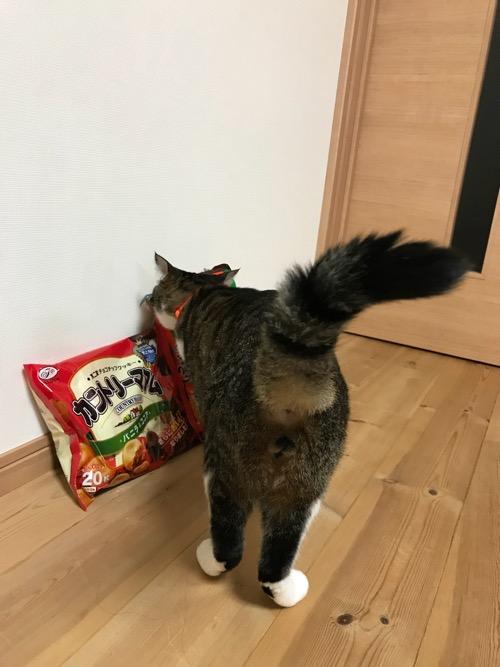 2018年10月の松山地方祭の提灯行列でもらったお菓子に尻尾を立てて近づく猫-ゆきお