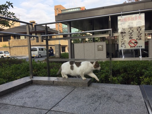岡山県立図書館駐輪場前のスロープから立ち去る白くて丸々した猫の大きな横腹