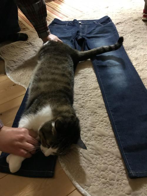 ズボンの股下を測るメジャー代わりにされる猫-ゆきお