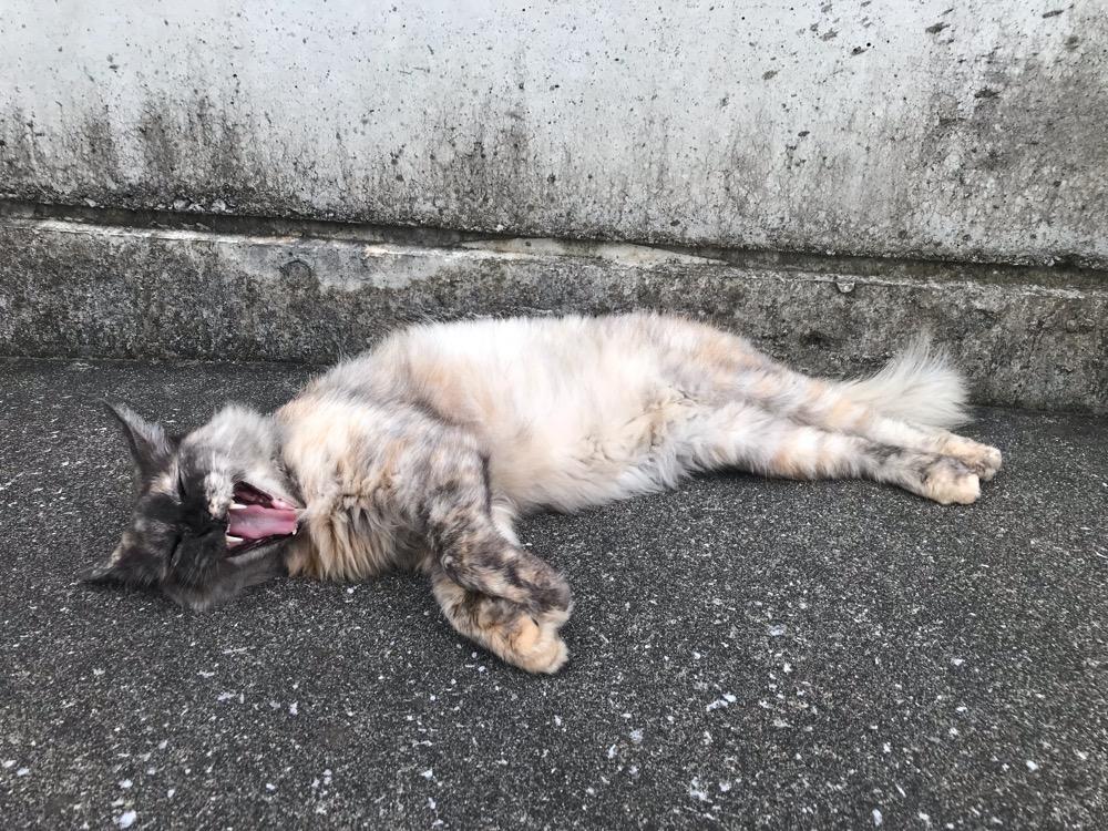 横たわりながらあくびをする野良猫 - 大分県臼杵市（JR臼杵駅から臼杵港までの道端）