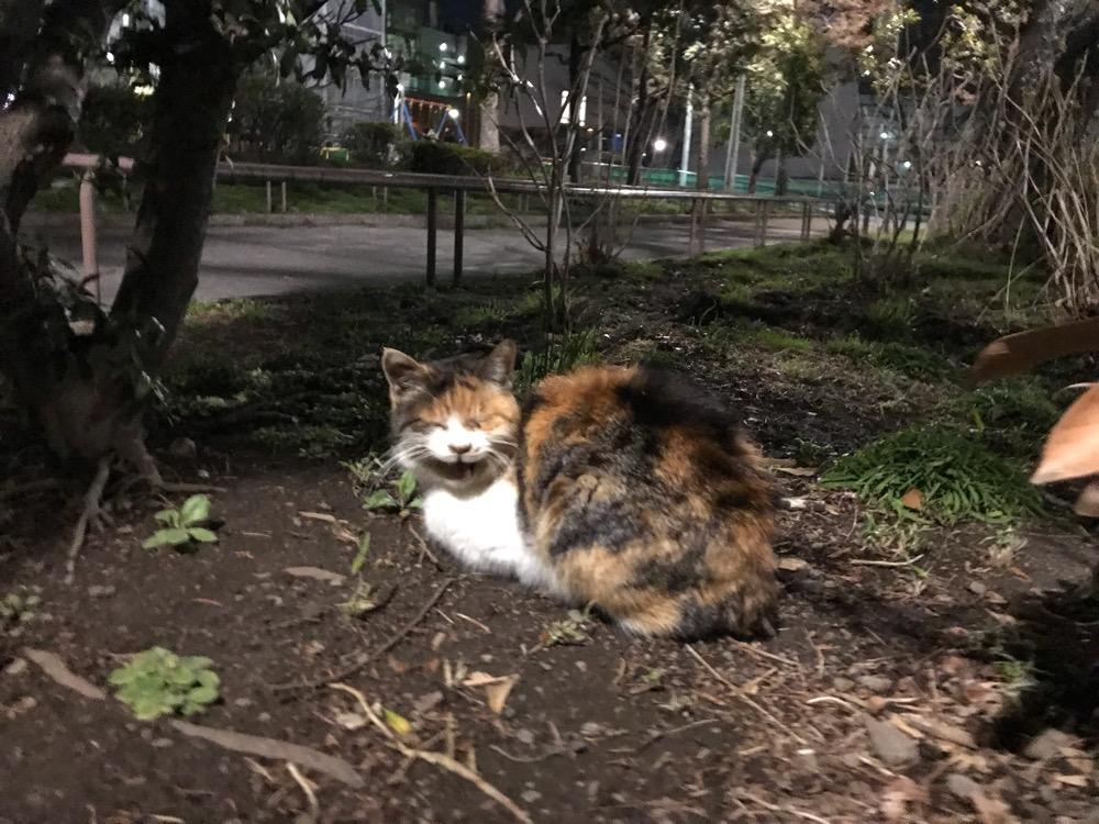 夜の公園の植え込みに座る茶色い野良猫が「ニャア」と鳴く様子