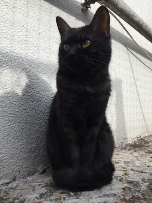 キリッとした目で堂々と座る黒猫-新橋・桜田公園にて