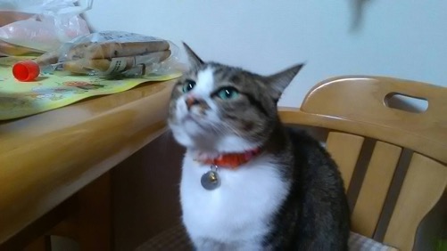 台所の椅子の上でわくわくした表情を見せる猫-ゆきお