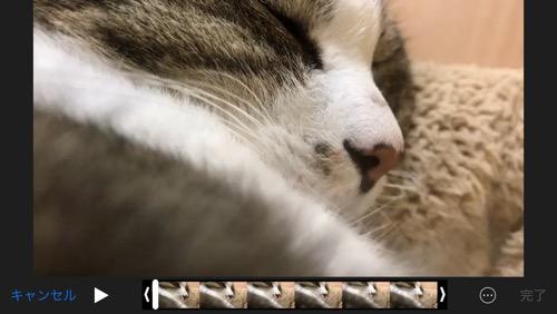 イビキをかきながらすやすや眠る猫-ゆきおの動画編集画面のキャプチャ