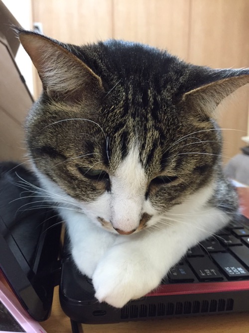 東芝Dynabookのノートパソコンのキーボードの上に座って手をクロスさせる猫-ゆきお