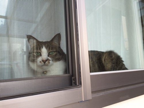 一階リビングのガラス戸から外を眺める猫-ゆきお