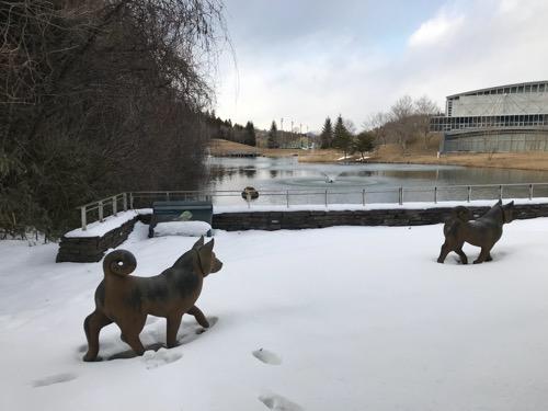 宮城大学キャンパス内の雪原を歩く犬たちと池