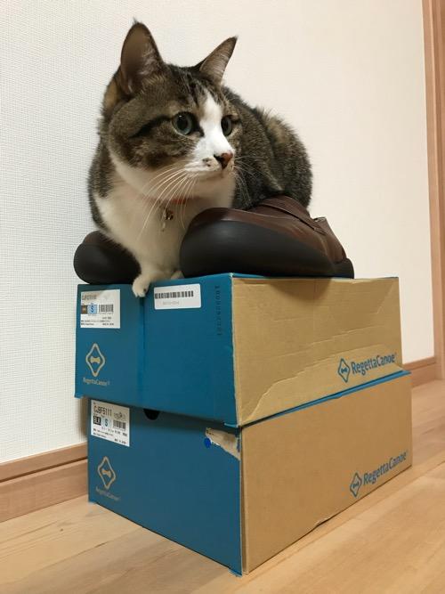リゲッタカヌーの箱の上に置いた靴の間に座る猫-ゆきお