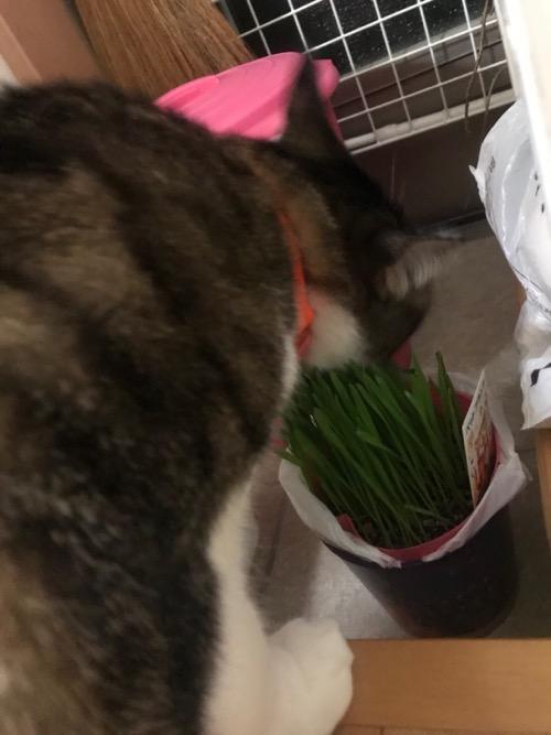 買ったばかりの猫草を食べる猫-ゆきお