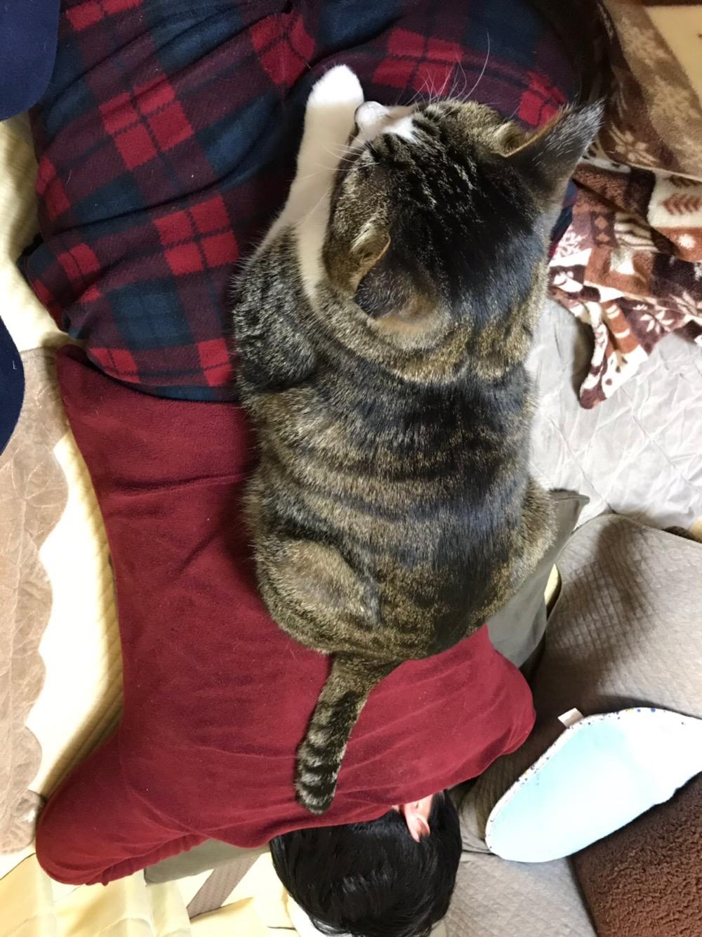 寝息を立てる中年男の背中とお尻の上に座る猫-ゆきお(上から見た様子)