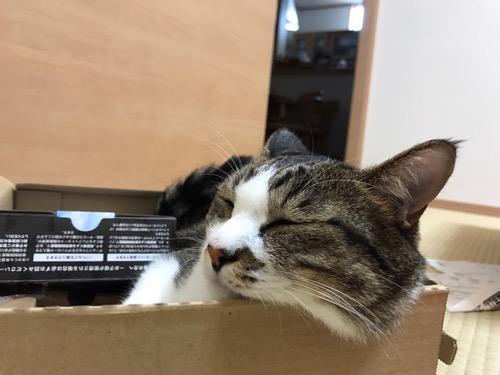 ドラクエ11と2DSのセット箱で窮屈そうなamazonの箱の中で眠る猫-ゆきお