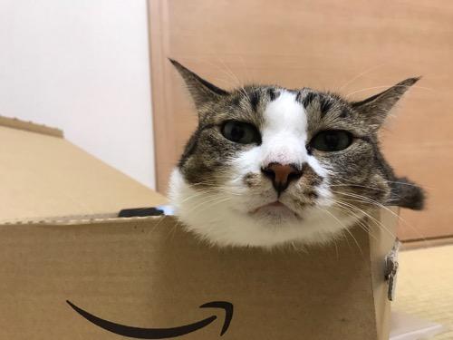 amazonの箱に顎を乗せて見つめてくる猫-ゆきお