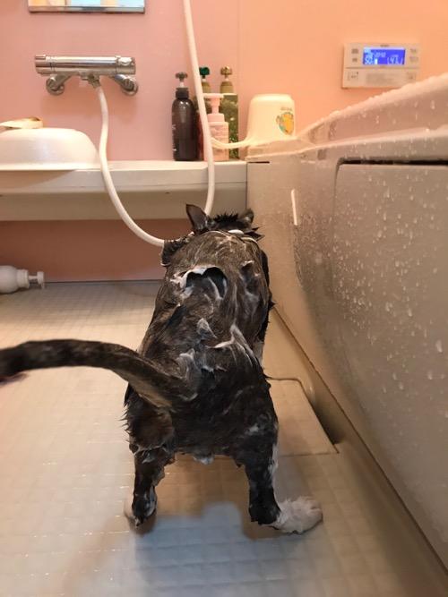 お風呂場で石鹸まみれの猫-ゆきおの後ろ姿