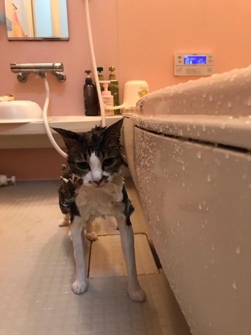 お風呂場で石鹸まみれの猫-ゆきお