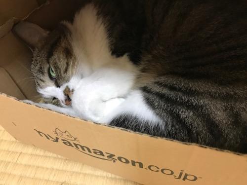 nyamazonの箱の中で横たわりながらギョロリと見つめる怖い猫-ゆきお