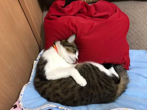 赤いビーズクッションを枕にして幸せそうに眠る猫-ゆきお