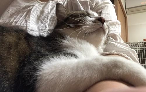 妻の腕の中で幸せそうに眠る猫-ゆきお