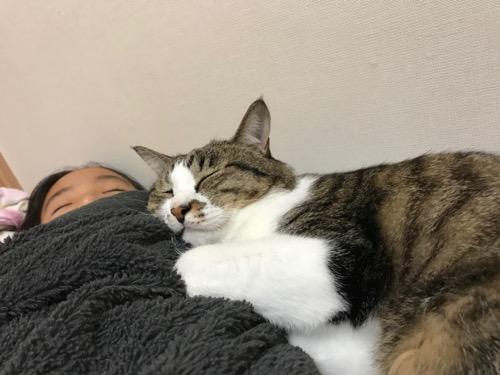 小学六年生の娘に添い寝する猫-ゆきお(娘のお腹の上で幸せそうな寝顔)