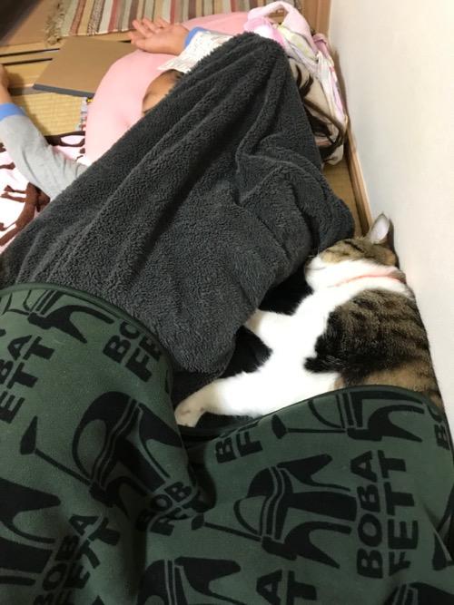 小学六年生の娘に添い寝する猫-ゆきお(横寝)