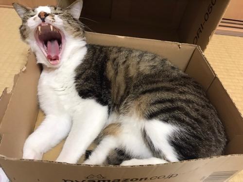nyamazonの箱の中で横になって大あくびをする猫-ゆきお