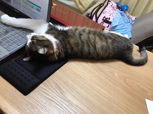 ノートPC・SONY VAIOのキーボードを右前脚で覆って触らせまいとする猫-ゆきお（背後から見た様子）