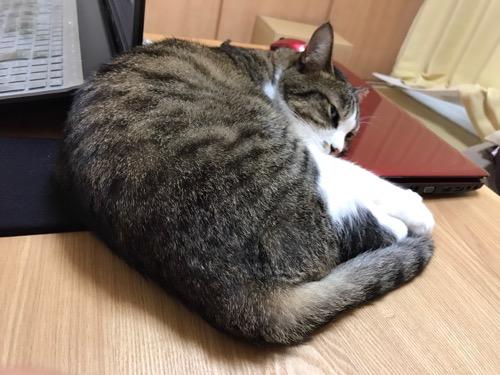 ノートPC・SONY VAIOのキーボードに飽きて東芝ノートPCに頭を乗せて眠ろうとする猫-ゆきお