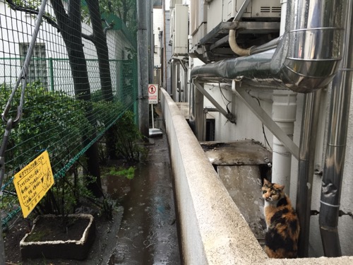 雨の中こちらを振り向いてニャーと鳴く猫-桜田公園にて