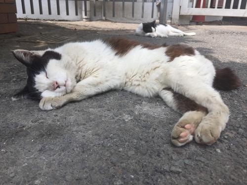 東京都港区新橋の桜田公園のアスファルトの木陰で前足を枕にして眠る白黒猫